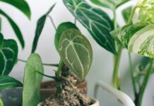 כדים לעציצים גדולים וצמחים מלאכותיים למרפסת