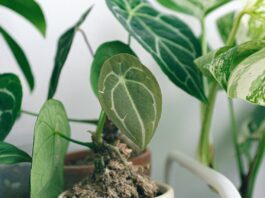 כדים לעציצים גדולים וצמחים מלאכותיים למרפסת