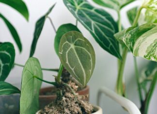 כדים לעציצים גדולים וצמחים מלאכותיים למרפסת