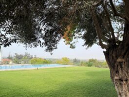 בין בוסתן נוסטלגי לבריכה יוקרתית: הסוד של גיא טוינה לעיצוב גינה מאוזנת